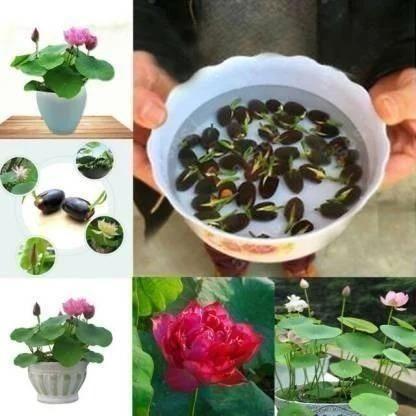 Premium Lotus Plant Seeds – Grow Your Own Symbol of Purity and Peace (Pack of 40)