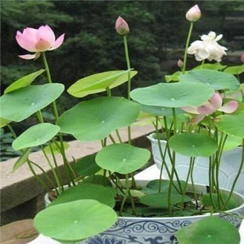 Premium Lotus Plant Seeds – Grow Your Own Symbol of Purity and Peace (Pack of 40)