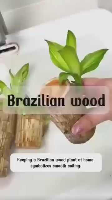 Green Lucky Brazil Wood Potted Plant (Brown)